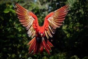 4 Tage 3 Nächte All-Inclusive Cuyabeno Tour + Unterkunft