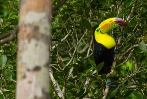 4 Tage 3 Nächte All-Inclusive Cuyabeno Tour + Unterkunft