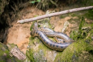 4 Tage 3 Nächte All-Inclusive Cuyabeno Tour + Unterkunft