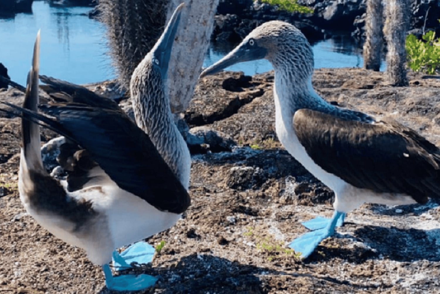 5-dniowa wycieczka na wyspy Galapagos - Santa Cruz i Isabela