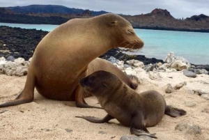 Excursão terrestre de 5 dias em Galápagos em Isabela: excursão em grupo pequeno