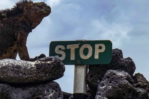 Circuit de 5 jours aux Galápagos à Santa Cruz et Isabela : randonnée avec masque et tuba