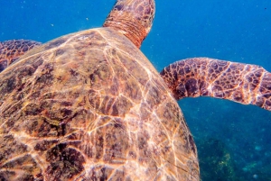 5-daagse Galapagos-tour in Santa Cruz en Isabela: snorkelwandeling