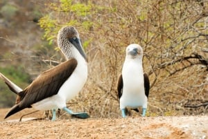 Circuit de 5 jours aux Galápagos à Santa Cruz et Isabela : randonnée avec masque et tuba