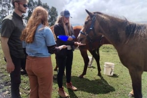 A Day with Rescued Horses – Horse Therapy