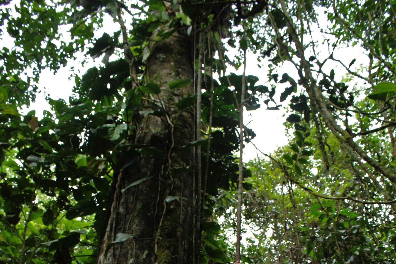 Höhlen-Trekking im Amazonasgebiet Ecuadors mit einheimischem Reiseleiter im Huasquila-Reservat