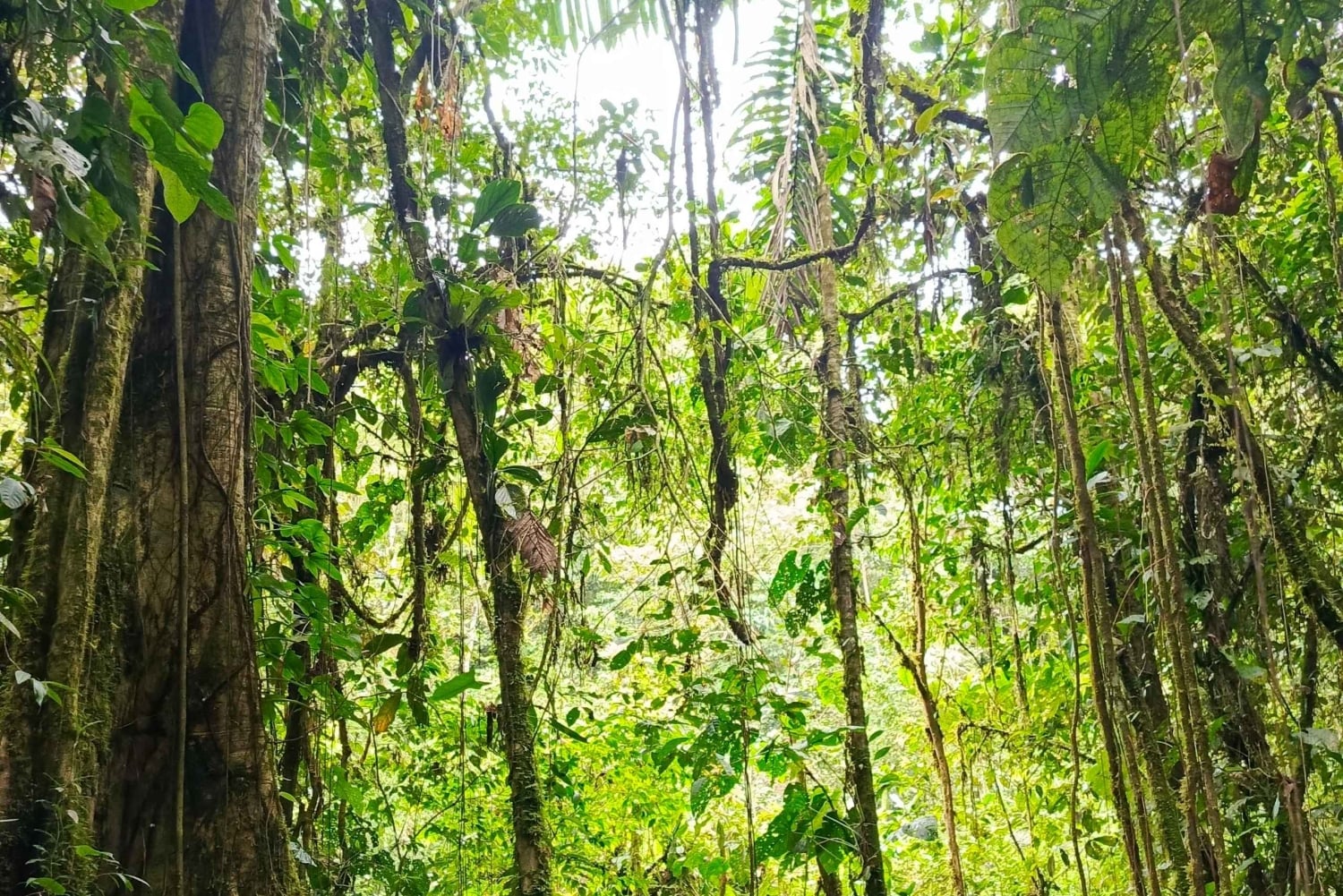 Höhlen-Trekking im Amazonasgebiet Ecuadors mit einheimischem Reiseleiter im Huasquila-Reservat
