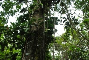 Höhlen-Trekking im Amazonasgebiet Ecuadors mit einheimischem Reiseleiter im Huasquila-Reservat