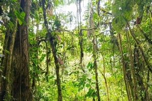 Höhlen-Trekking im Amazonasgebiet Ecuadors mit einheimischem Reiseleiter im Huasquila-Reservat