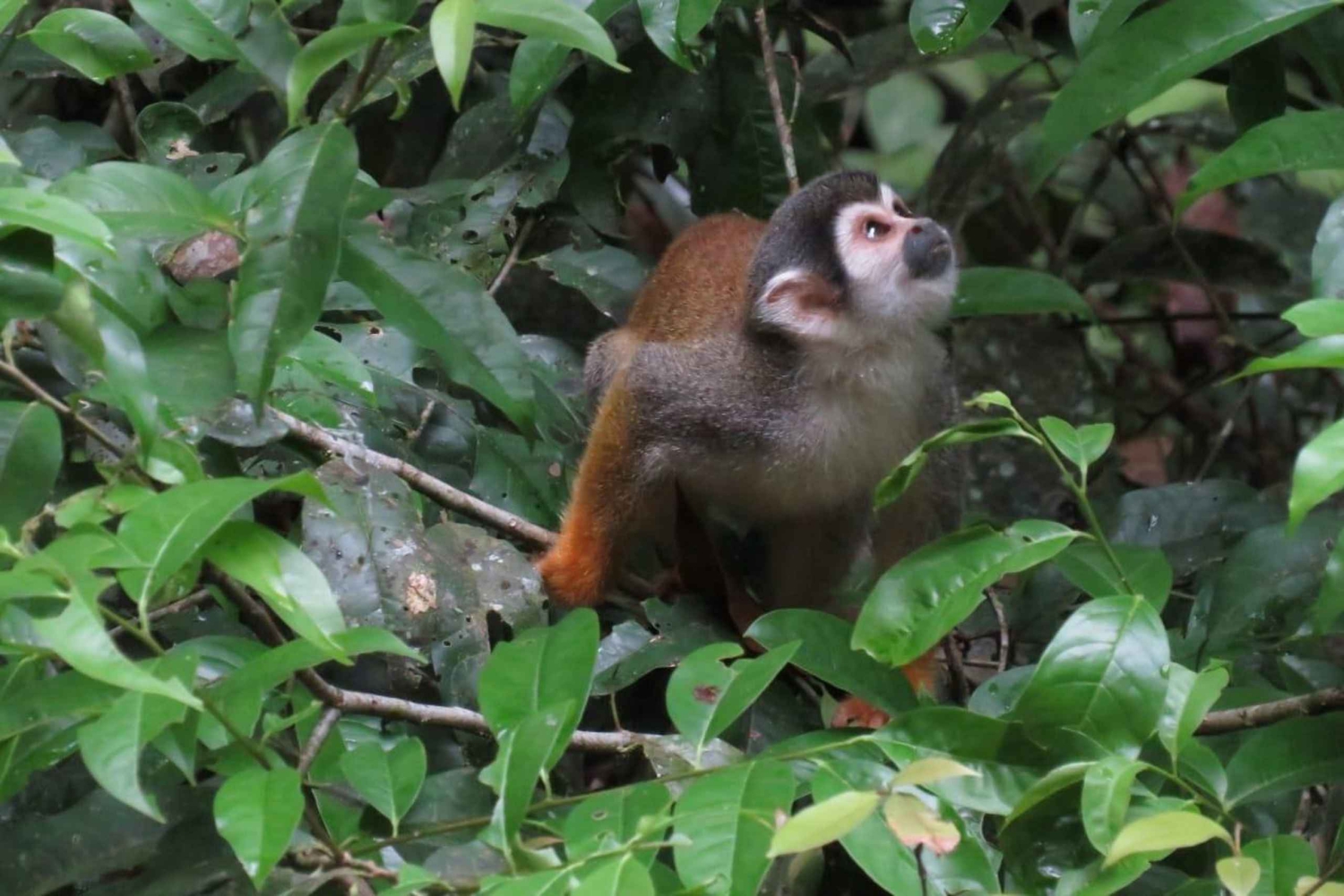 تعيش جبال الأنديز والأمازون معًا معنا.