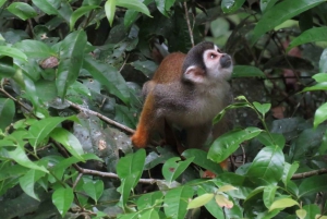 تعيش جبال الأنديز والأمازون معًا معنا.