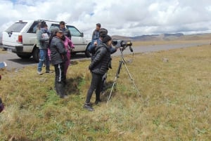 Antisana Nationaal Park - Andes Condor spotten