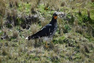 Antisana Nationaal Park - Andes Condor spotten