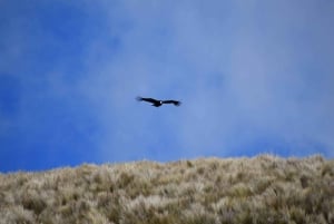 Antisana Nationaal Park - Andes Condor spotten