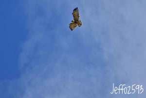 Antisana Nationaal Park - Andes Condor spotten