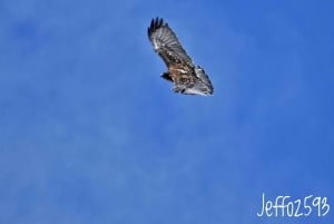 Antisana Nationaal Park - Andes Condor spotten