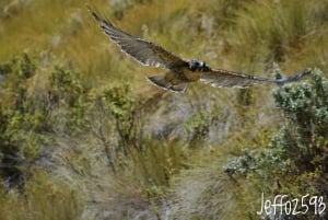 Antisana Nationaal Park - Andes Condor spotten