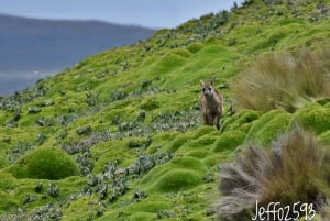 Antisana Nationaal Park - Andes Condor spotten