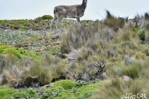 Antisana Nationaal Park - Andes Condor spotten