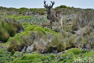 Antisana Nationaal Park - Andes Condor spotten