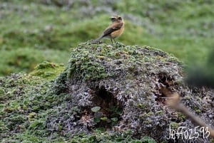 Antisana Nationaal Park - Andes Condor spotten