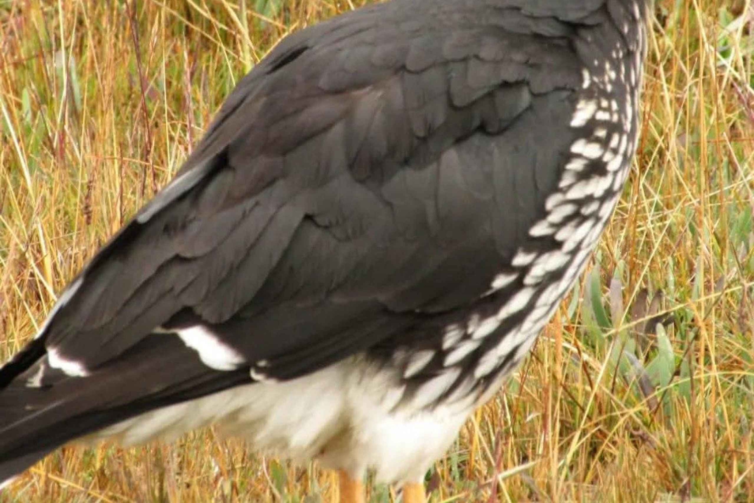 Antisana-kierros Quitosta: Andean Scenery: Condors & Andean Scenery