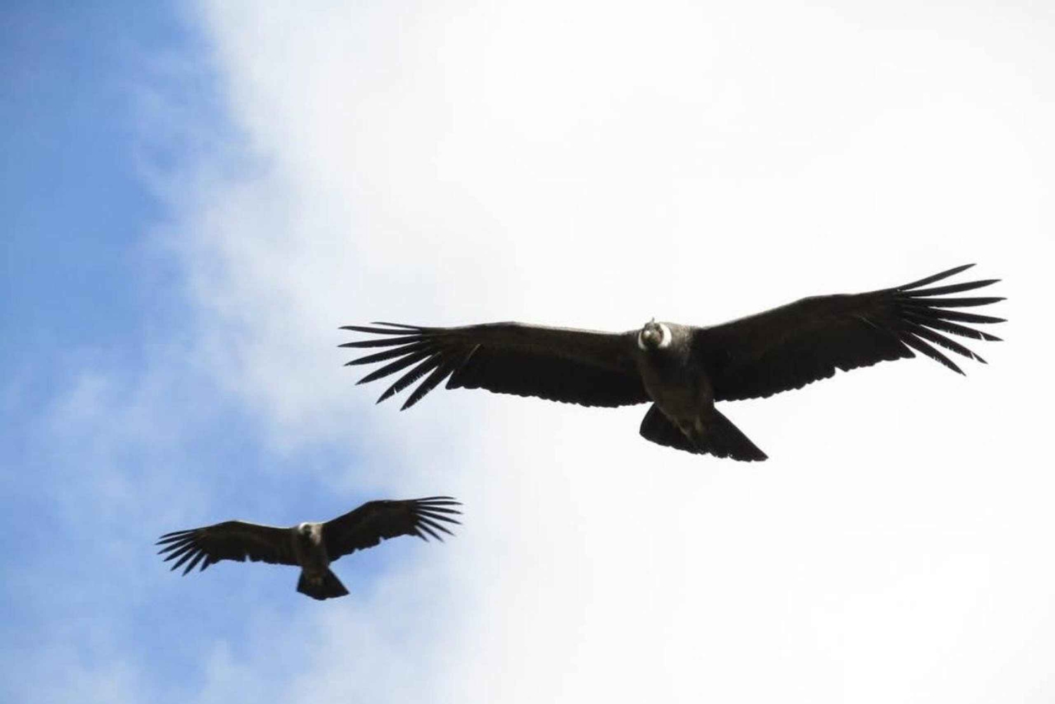 Antisana-kierros Quitosta: Andean Scenery: Condors & Andean Scenery