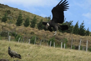 Antisana-kierros Quitosta: Andean Scenery: Condors & Andean Scenery