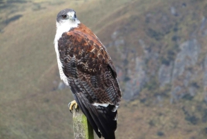 Antisana-kierros Quitosta: Andean Scenery: Condors & Andean Scenery