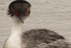 Antisana-kierros Quitosta: Andean Scenery: Condors & Andean Scenery