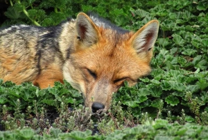Antisana-kierros Quitosta: Andean Scenery: Condors & Andean Scenery
