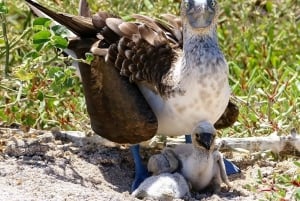 BEST BIRDWATCHING & SNORKELING TOUR AT NORTH SEYMOUR ISLAND