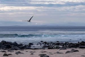 BEST BIRDWATCHING & SNORKELING TOUR AT NORTH SEYMOUR ISLAND