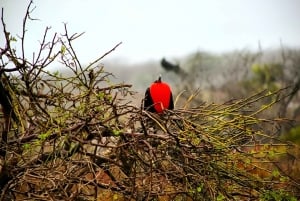 BEST BIRDWATCHING & SNORKELING TOUR AT NORTH SEYMOUR ISLAND