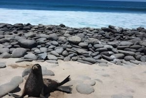 BEST BIRDWATCHING & SNORKELING TOUR AT NORTH SEYMOUR ISLAND