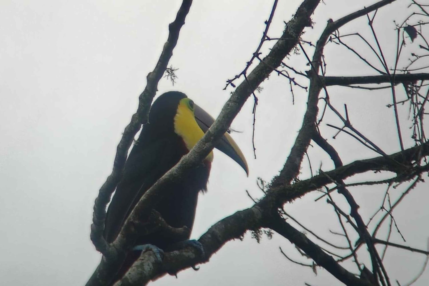 Bird watching in Mindo: San Lorenzo Route via the waterfalls.