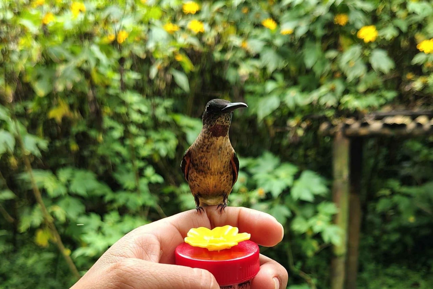 Bird watching in Mindo: San Lorenzo Route via the waterfalls.