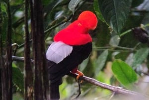 Bird watching in Mindo: San Lorenzo Route via the waterfalls.