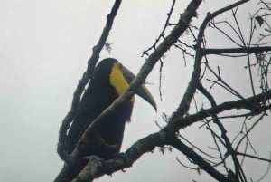 Bird watching in Mindo: San Lorenzo Route via the waterfalls.