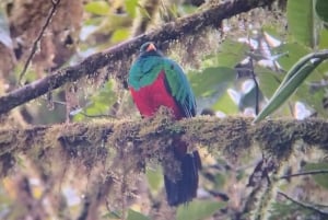 Bird watching in Mindo: San Lorenzo Route via the waterfalls.