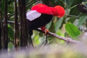 Bird watching in Mindo: San Lorenzo Route via the waterfalls.