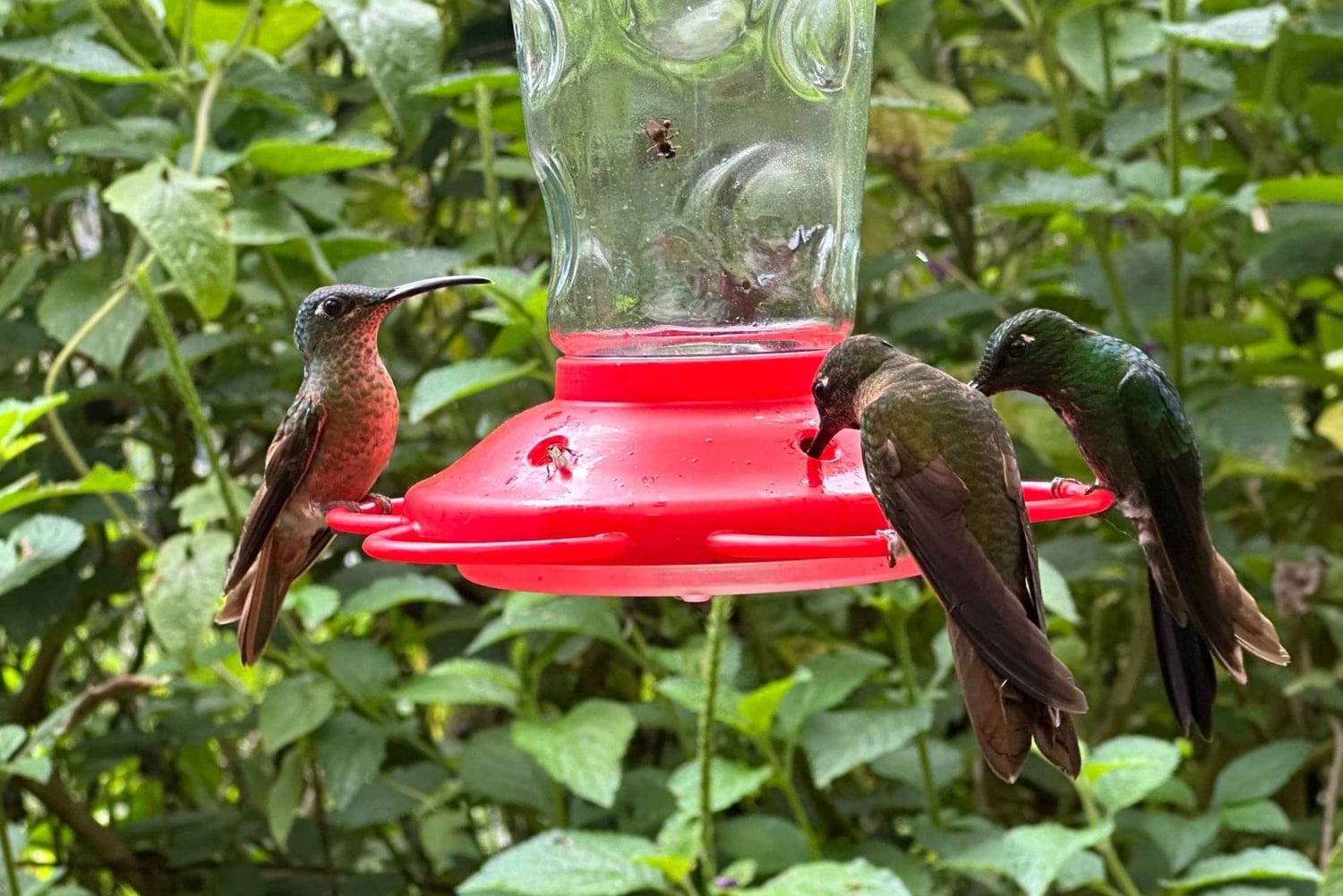 مغامرة مراقبة الطيور + جولة في مدينة كويتو ونصب خط الاستواء
