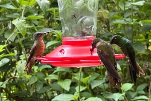 مغامرة مراقبة الطيور + جولة في مدينة كويتو ونصب خط الاستواء