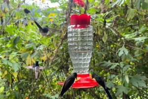 مغامرة مراقبة الطيور + جولة في مدينة كويتو ونصب خط الاستواء