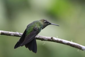 Observation des oiseaux, des papillons et dégustation de chocolat dans la forêt nuageuse