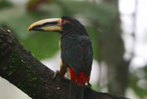 Observation des oiseaux, des papillons et dégustation de chocolat dans la forêt nuageuse