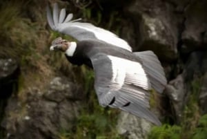 Condor sighting Adventure: Tour from Quito