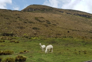 Condor sighting Adventure: Tour from Quito