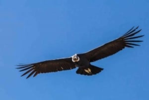 Condor sighting Adventure: Tour from Quito