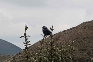 Condor sighting Adventure: Tour from Quito